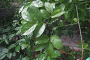 <strong>Smythea lanceata - Ramon, Laurence - 68</strong><br />© Ramon, Laurence